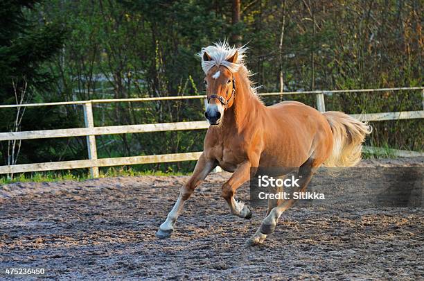 Horse Gallop Stock Photo - Download Image Now - 2015, Activity, Agricultural Field