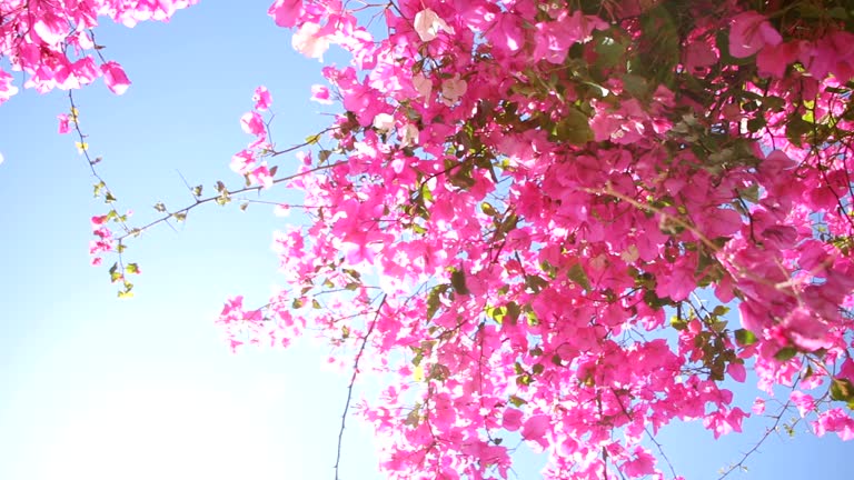 Bougainvillea flower swaying in the sunshine