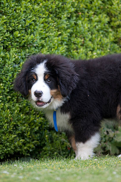 istock Bernese Mountain Dog puppy, UK 475236948
