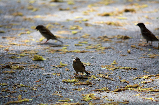 Sparrows seeking food