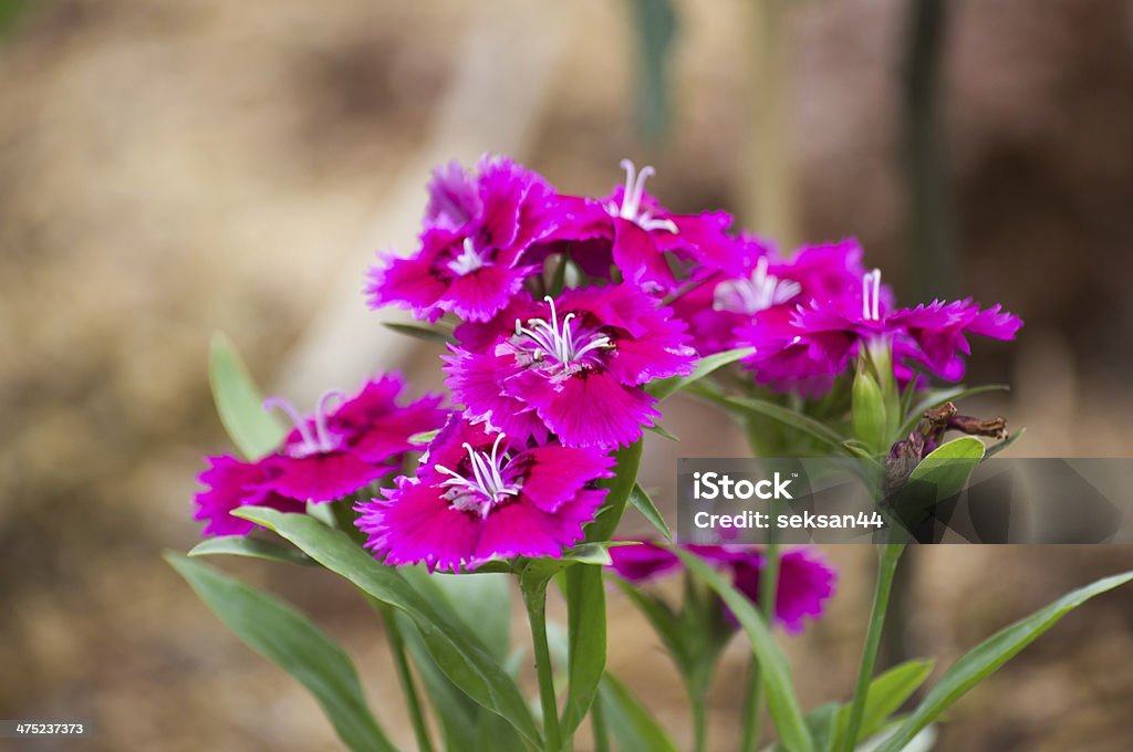 Oeillet chinensis - Photo de Botanique libre de droits