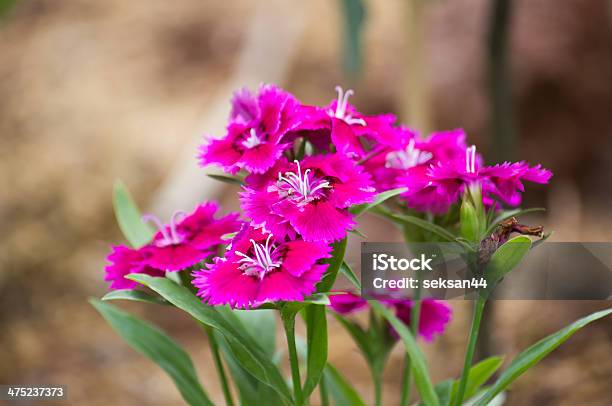 Dianthus Chinensis - Fotografie stock e altre immagini di Bienniale - Bienniale, Botanica, Close-up