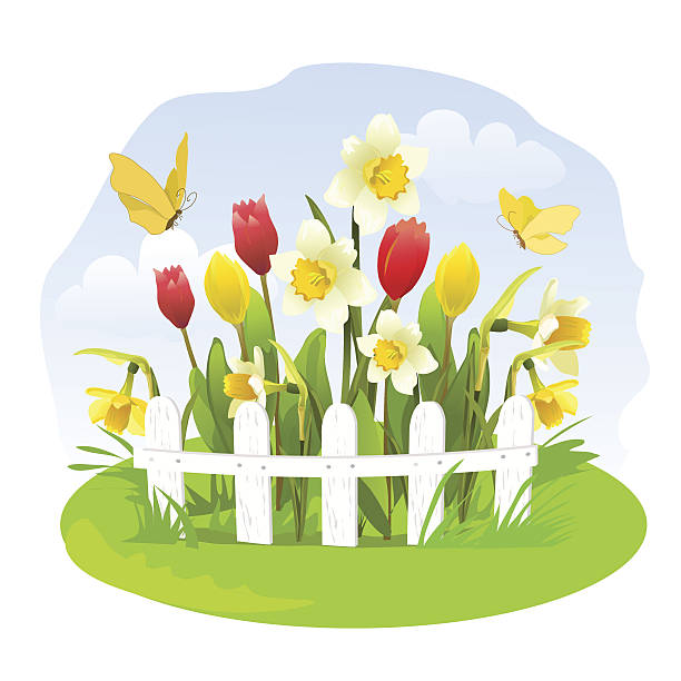 연두빛 작은 정원 꽃 - daffodil spring backgrounds sky stock illustrations