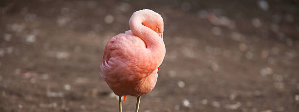 ピンクのフラミンゴ - flamingo bird isolated animal leg ストックフォトと画像