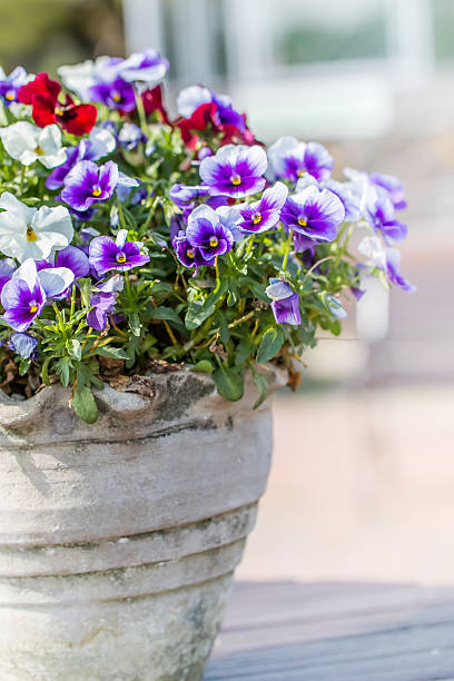 istock Pansy flower pot of. 475239998