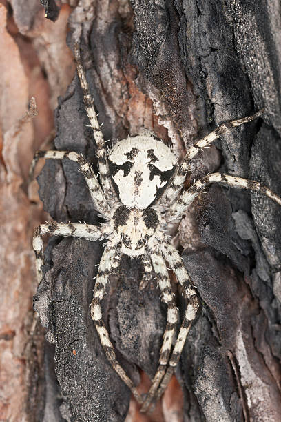 istock Lichen running-spider, Philodromus margaritatus on burnt pine 475240081
