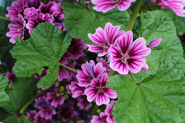 SenAoi to bloom on the road Mallow will bloom stretched stems vertically. malva stock pictures, royalty-free photos & images