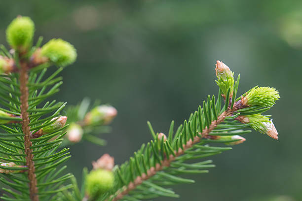 istock Young fir branch in spring 475240348