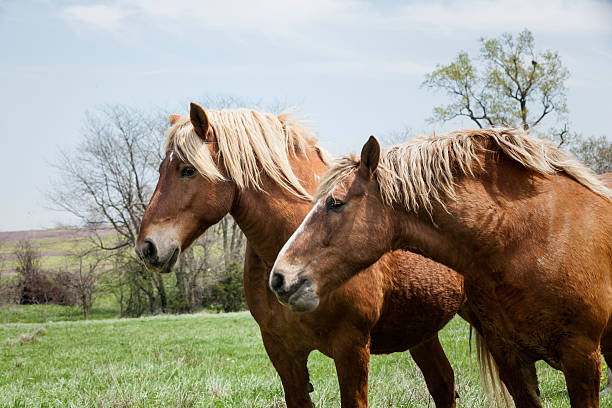 caballo belga par - belgian horse fotografías e imágenes de stock