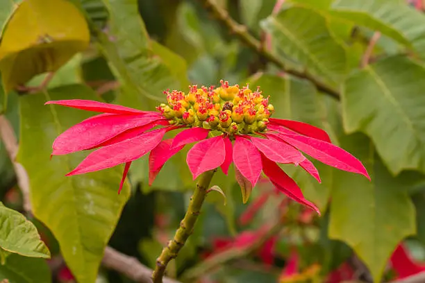 Photo of poinsettia flower in bloom