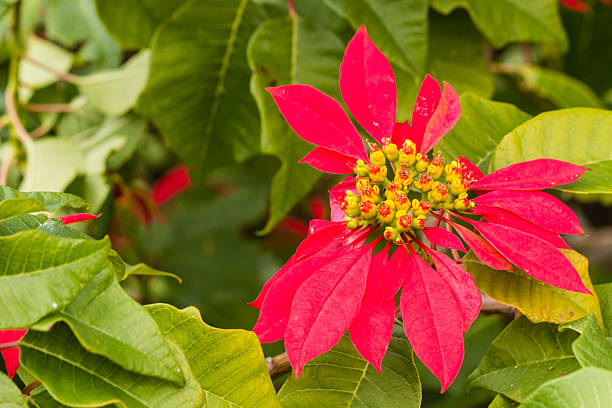 istock poinsettia plant in bloom 475241224