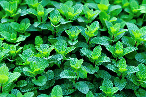 istock mint plant grow at vegetable garden 475242590