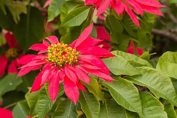 Photo of blooming poinsettia plant