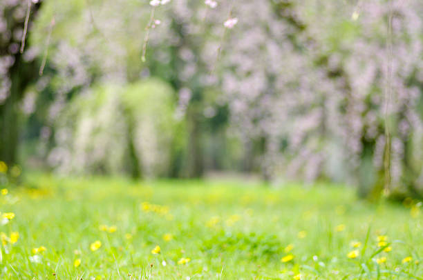 istock Blur cherry blossom and flower filed background 475242706