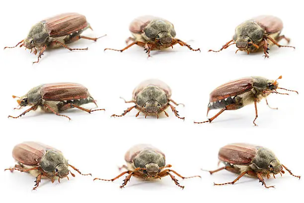 Photo of Chafers isolated on white