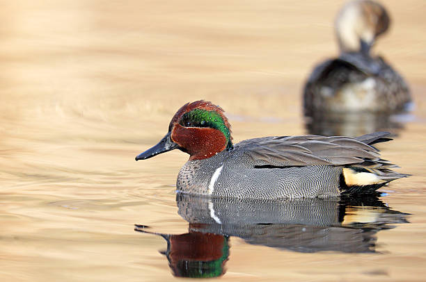 Green-winged Teal Duck - Male Green-winged Teal Duck - Male. Swimming in a golden pond. green winged teal duck stock pictures, royalty-free photos & images