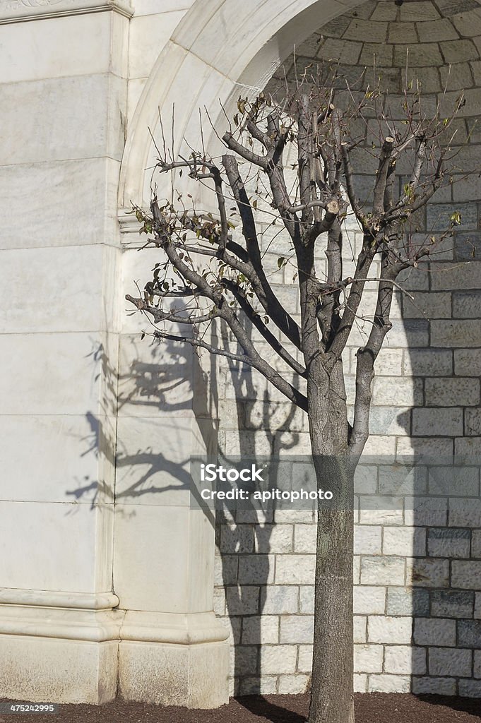 Capitol Building, USA Capitol Building Tree Architecture Stock Photo