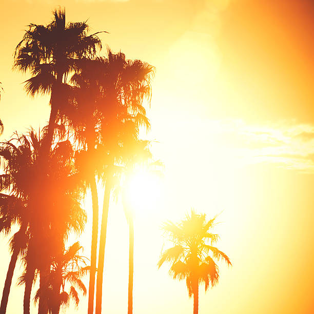istock Palm tree at sunset on california 475243219