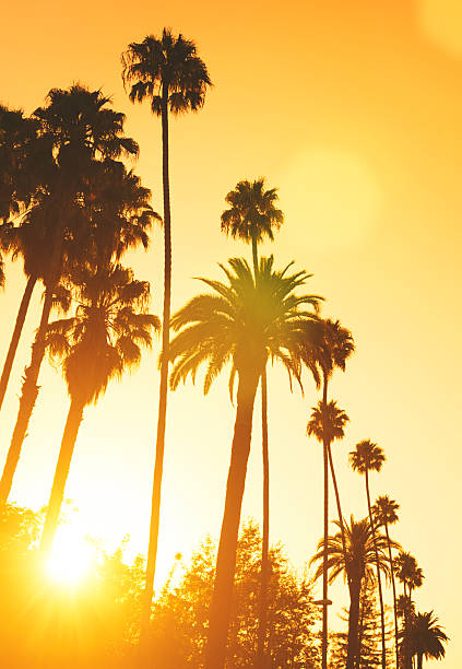istock Palm tree at sunset on california 475243251