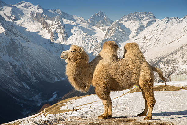 낙타 있는 산 - bactrian camel 뉴스 사진 이미지