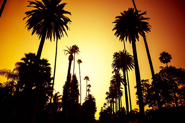 istock Palm tree at sunset on california 475243351