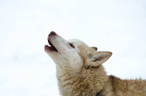 istock Portrait of a Howling Husky 475243465