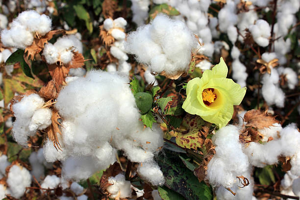 campos de algodón con maduros de algodón blanco - cotton smooth green plant fotografías e imágenes de stock
