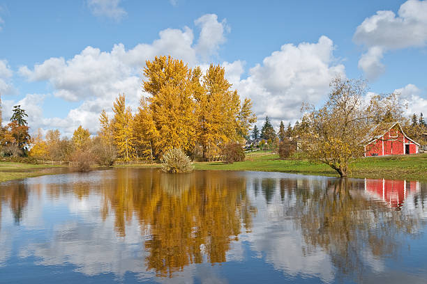 Red Barn and Fall Colors Reflected in a Pond This well preserved barn is said to be over 100 years old. Here it is shown on a colorful fall day. The historic barn sits on a small farm in Edgewood, Washington State, USA. jeff goulden barn stock pictures, royalty-free photos & images