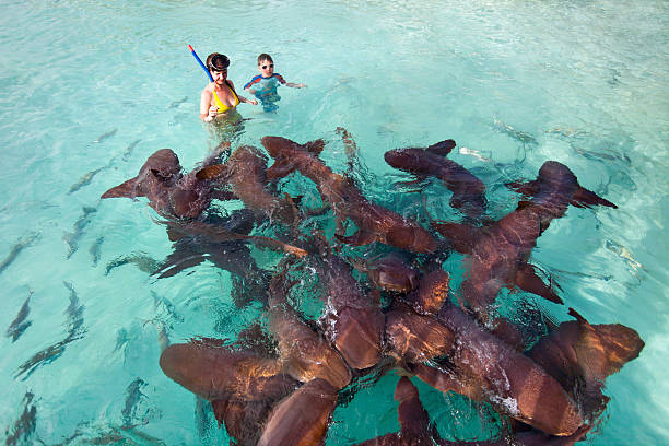 Swimming with nurse sharks Mother and son swimming with nurse sharks exuma stock pictures, royalty-free photos & images