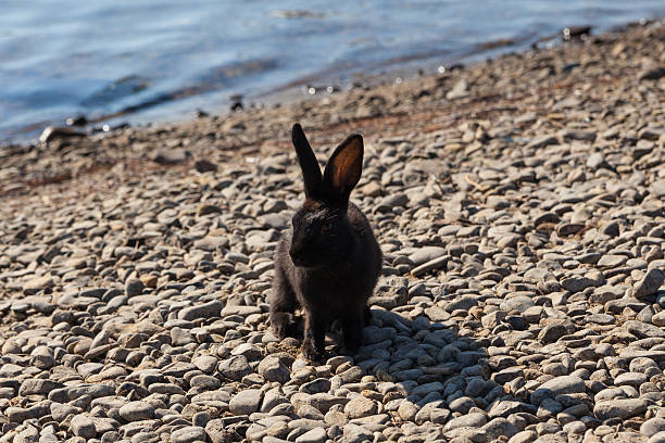 istock Miniature rabbit grazing on nature 475243925