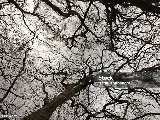 Bäume Stockfoto und mehr Bilder von Ast - Pflanzenbestandteil - Ast - Pflanzenbestandteil, Baum, Fotografie