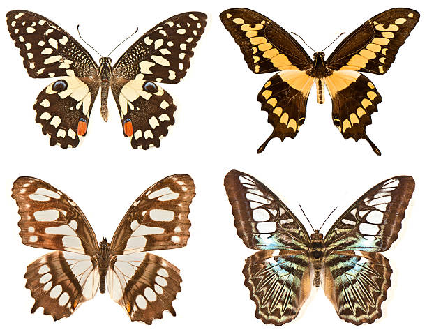 istock four butterflies on a white background 475244317