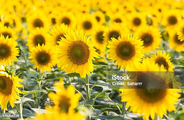 Pole Sunflowers - zdjęcia stockowe i więcej obrazów Bez ludzi - Bez ludzi, Chmura, Drzewo