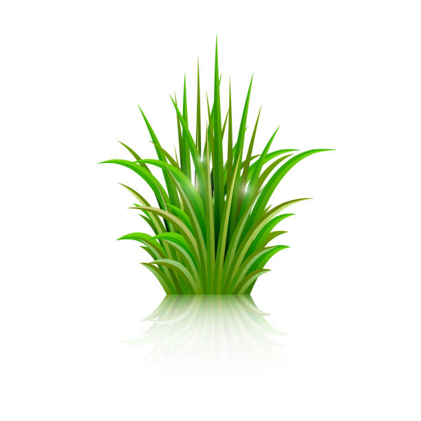 изолированные зеленая трава с отражением на белом фоне.   вектор - white background stock illustrations