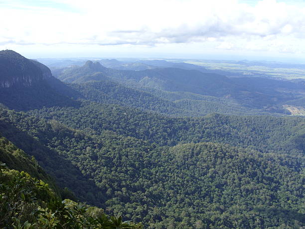 istock Tamborine National Park 475247585