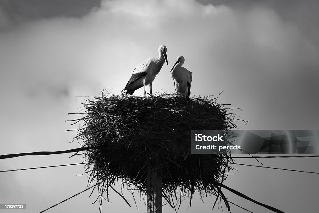 Ciconídeos na nest - Royalty-free Animal Foto de stock