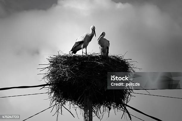 Ciconídeos Na Nest - Fotografias de stock e mais imagens de Animal - Animal, Animal em via de extinção, Animal macho