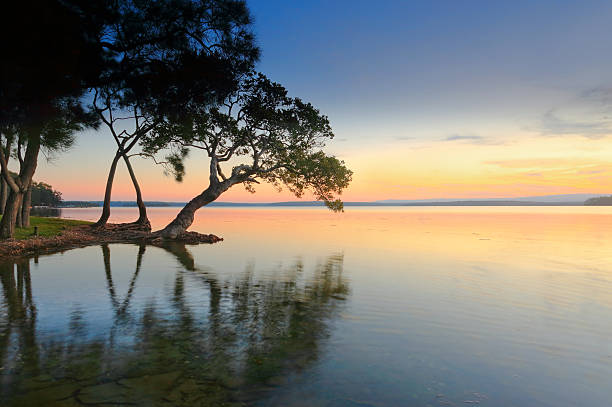 Sunset Dreaming A peaceful sunset the bonsai shaped tree bends towards the sea and as the sun sets, we sit and  dream of our destiny, it lies beyond the sunset and over the horizon... and one day you will find me there shoalhaven photos stock pictures, royalty-free photos & images