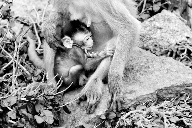 istock baby monkey in mother's arms - black and white 475252774