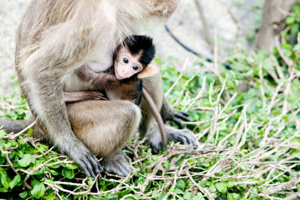 istock baby monkey in mother's arms 475252782