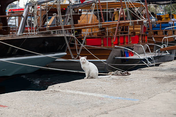 istock White homeless cat on the quay 475252827