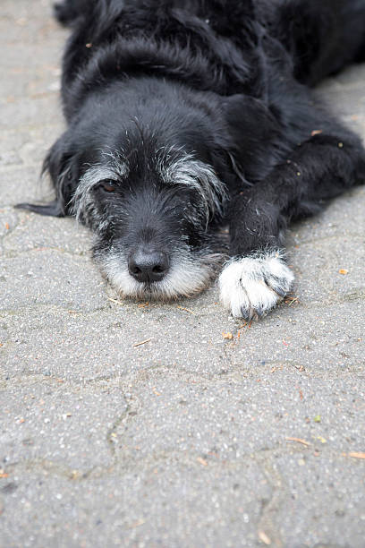 istock black dog on the street 475252866