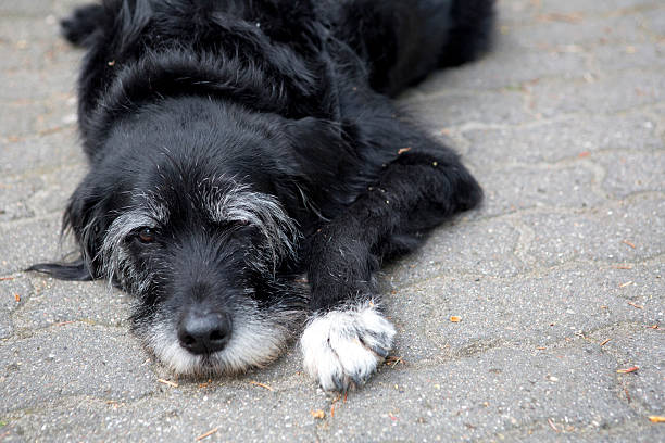 istock black dog on the street 475252868