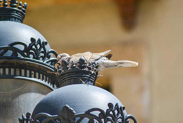 A detail of a nest