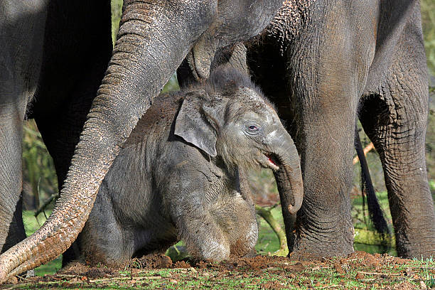 Elephant calf stock photo