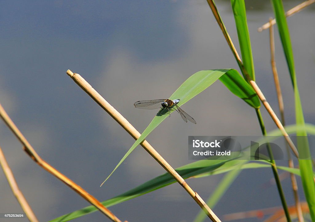 blue dragonfly blue dragonfly beside a lake 2015 Stock Photo