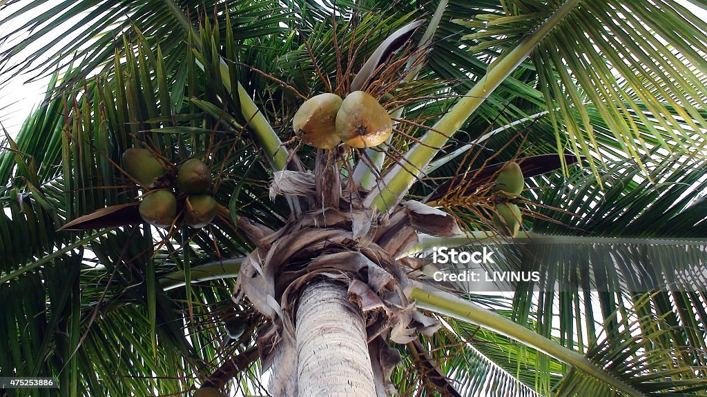 Close Up‏ Of  Coconuts Fruits Close Up‏ Of  Coconuts Fruits. 2015 Stock Photo