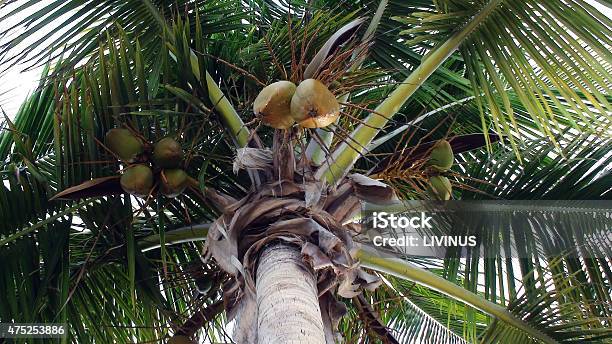 Close Up Of Coconuts Fruits Stock Photo - Download Image Now - 2015, Beauty In Nature, Blue