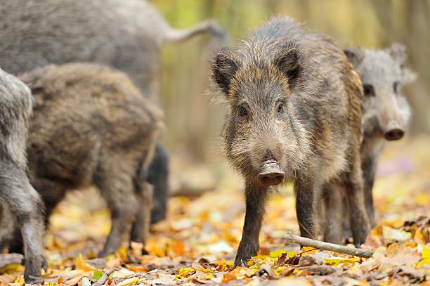 istock Male wild boar in autumn the forest 475254897