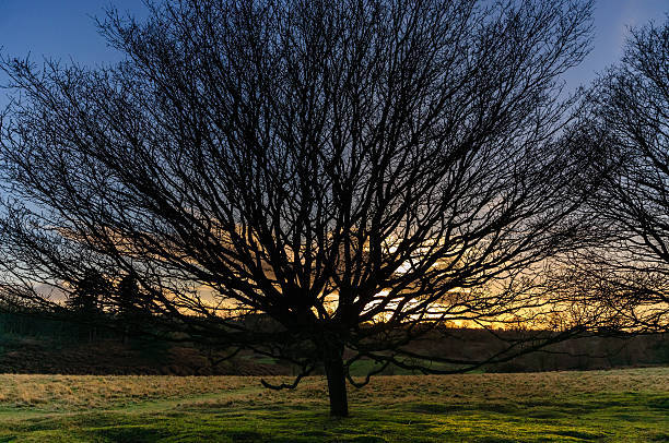 Tree silhouette stock photo